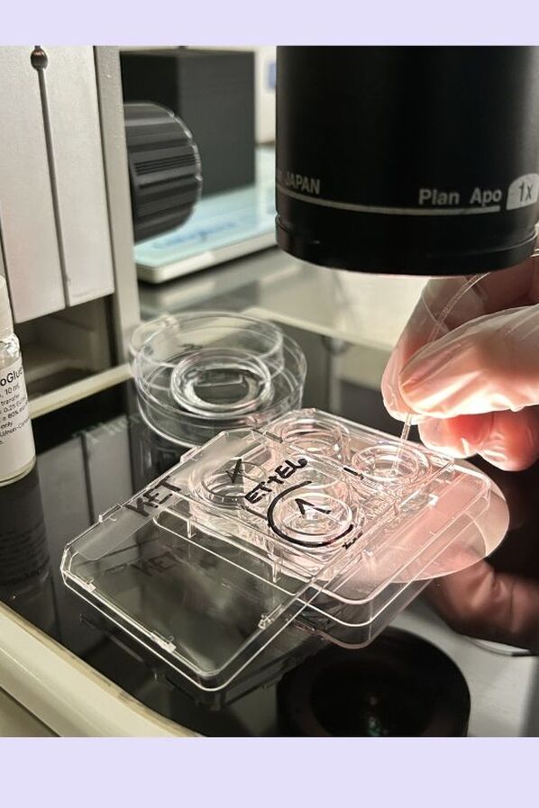 Embryoglue