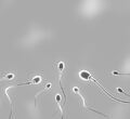 IUI (intrauterinní inseminace)
