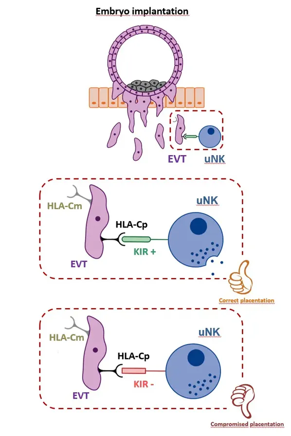 KIR a HLA -C