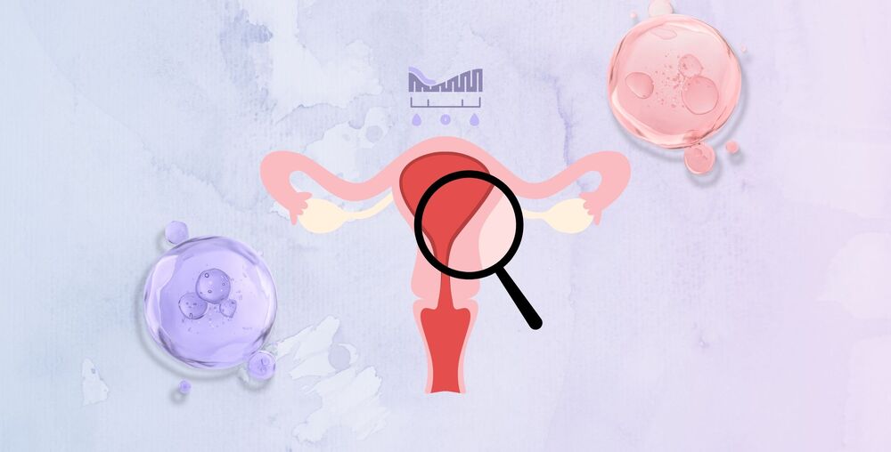 Význam endometria při implantaci embrya v IVF programu